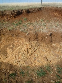 ラザーウッド土壌.jpg